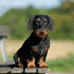 http://www.dackel-hundefotos.de/ - Hundefotografie Petra Spoerle-Strohmenger